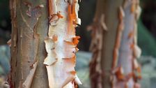 S28 E14: Proteas, Beautiful Bark & Winter Work In The Garden