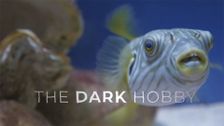 The Dark Hobby