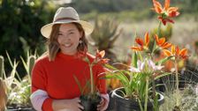 S35 E4: Summer: Green Walls and a GA Crew's Garden