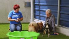 S4 E6: Paul O'Grady: For the Love of Dogs